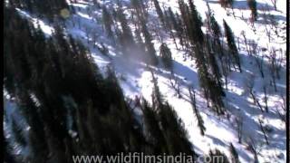 Manali from a chopper [upl. by Avihs]