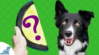 Fetch And Retrieve The Trick You Can Use To Teach Your Dog To Fetch Professional Dog Training Tips [upl. by Tonry]