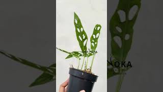 Monstera Obliqua French Guinea  OKANOKACOM  Selling Tropical Plants amp Houseplants [upl. by Norse]