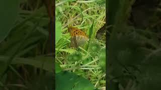 Argynnis paphia shorts butterfly [upl. by Ajiat]