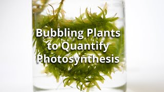 Bubbling Plants Experiment to Quantify Photosynthesis [upl. by Nennahs842]