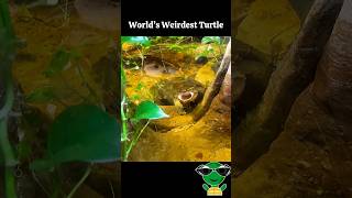 Mata Mata Turtle  Strangest Turtle On Earth  shorts matamata turtle philadelphia tiktok [upl. by Anuahc392]