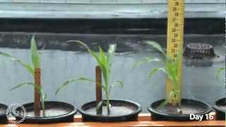 Timelapse Video of Growing Maize Plants [upl. by Tove]