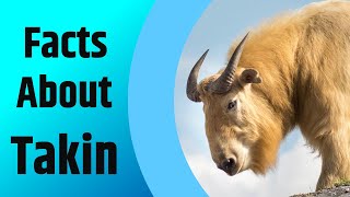 Facts About Takin  The GoatAntelope  2020 [upl. by Broome]