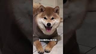 Husky Funniest and Cutest Compilation [upl. by Connor7]