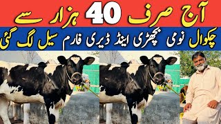 Chalwal  Australian Friesian Female calf  Heifers For sale in Punjab  Cross Heifers [upl. by Aivato]