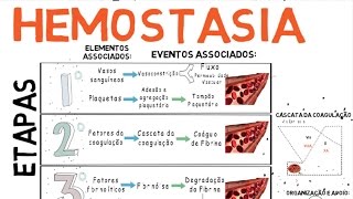 Hemostasia Coagulação do Sangue [upl. by Ellingston337]