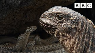 Iguana chased by killer snakes  Planet Earth II Islands  BBC [upl. by Nicholas]