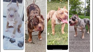 American bully merles of Transformation Kennels Merle Takeover [upl. by Aldous927]