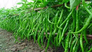 WOW Amazing Agriculture Technology  Sweet amp Chili Peppers [upl. by Iveksarap]