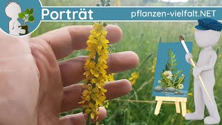 🖼️ Porträt 133  Kleiner Odermennig Agrimonia eupatoria  Steckbrief Essbar [upl. by Trakas]