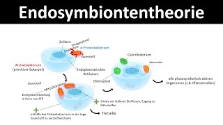 Endosymbiontentheorie Theorie zur Entstehung von Chloroplasten amp Mitochondrien [upl. by Trocki716]