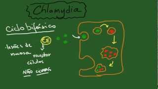 Chlamydia e Clamydophila  Resumo  Microbiologia [upl. by Arfihs]