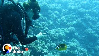 Fish Loves To Greet His Favorite Diver And Bring Her Gifts  The Dodo Soulmates [upl. by Benisch]