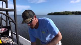 White bait and how to hook it Mustad How to [upl. by Franky]