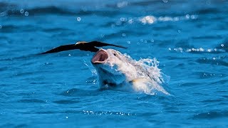 Un poisson gobe un oiseau en plein vol  ZAPPING SAUVAGE [upl. by Nivek]