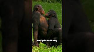 Bonobo  Intelligent and Loving [upl. by Zandt269]