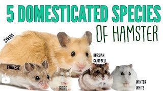 The 5 domesticated species of hamsters [upl. by Noissap]