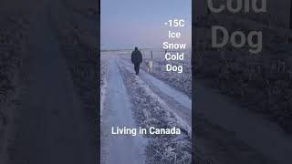 My life in Canada with my polar dog 🤣 [upl. by Derr253]