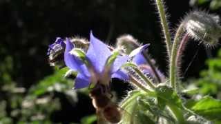 Why Borage Borage and Bees in my Organic Garden [upl. by Ailito995]