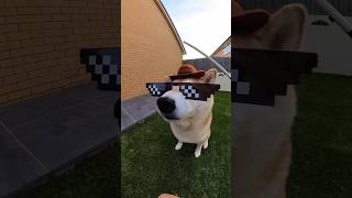 Funny moments of cute puppy 🐱🐕 viralshorts [upl. by Falda]