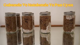 Pan Vs Natalensis Vs Cubensis Speeds [upl. by Novoj]