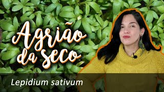 Agriãodoseco – Lepidium sativum [upl. by Adelice226]