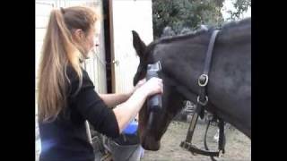 How To Clip • Clipping A Horses Head And Bridle Path [upl. by Notsreik]