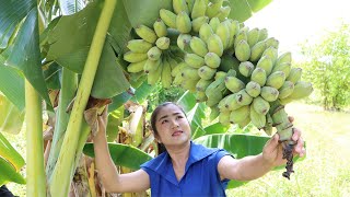 Its call quot Kramuon quot banana  Harvest banana to make dessert with country style  Country chefs [upl. by Raffo305]