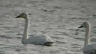 Whooper Swan Pair [upl. by Rehpotsyrk996]