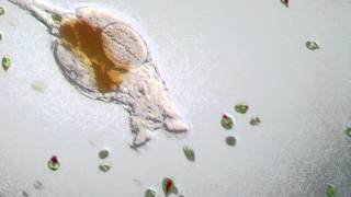 Rotifer  Philodina roseola [upl. by Leslee]