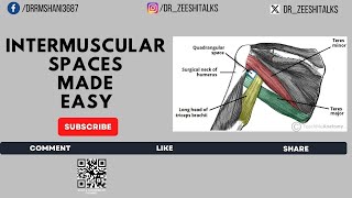 Intermuscular Spaces Made Easy  Scapular Region  Anatomy Cognition  4K [upl. by Lynus]