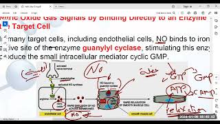 شرح الرسل الثانوية فى الخلوية Transduction stage Transducers Intracellular second messengers [upl. by Tnaryb]