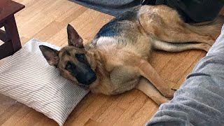 What Its Like Owning a German Shepherd [upl. by Ximena654]