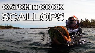 Snorkeling for Wild Scallops in Nova Scotia [upl. by Ebby]