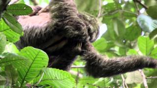 Sloth Fight  Costa Rica [upl. by Garibull]