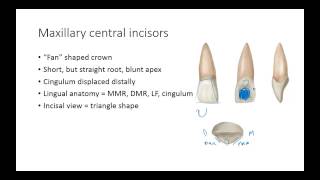 Dental Anatomy Permanent Anterior Teeth [upl. by Rockafellow197]