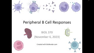 Immunology Fall 2023 Lecture 24 Peripheral B Cell Responses [upl. by Htnamas864]