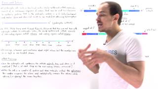 Exons and Introns of Eukaryotic mRNA [upl. by Yreved887]