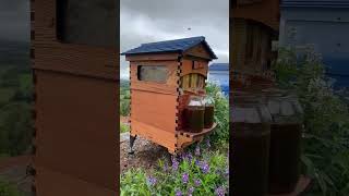 Live Beginner Beekeeping QampA with Cedar [upl. by Woothen]