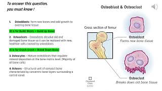 TEAS Question of The Day Osteoblast vs Osteoclast  Skeletal System nursingentranceexam teastest [upl. by Leandre296]