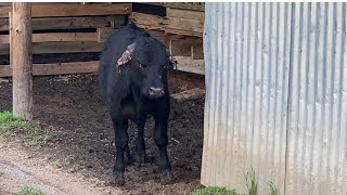 Doctoring Our Steer Calf After A Dog Attack… [upl. by Esma]