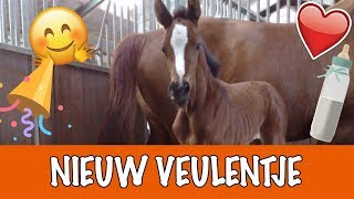 KRIJGT EVE EEN VEULENTJE  PaardenpraatTV [upl. by Oinafipe]