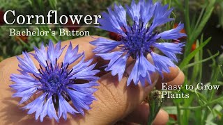 CornFlower  Bachelors Button How to Grow This Beautiful Winter Flowering Plants centaurea flower [upl. by Benkley]