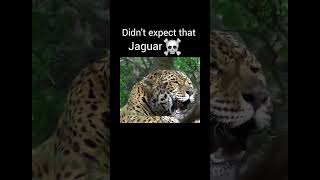 Big cat roar part 1 viralvideo youtubeshorts [upl. by Ravo534]