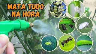 INSETICIDA CASEIRO PARA PLANTAS USANDO SÓ 1 INGREDIENTEMATA TUDOPULGÃO COCHONILHA… [upl. by Compte]