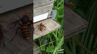 A Narrow Escape Honeybee Nearly Caught by Giant Hornet at Hive Entrance [upl. by Koloski]