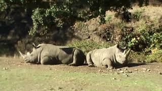 An African Safari in Northern California is Wheelchair Accessible [upl. by Rainger]