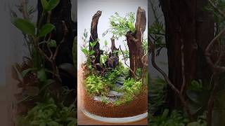 Closed terrarium with aquatic plants [upl. by Shevlo]