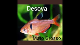 Desova de serpae  mato Grosso [upl. by Gurl]